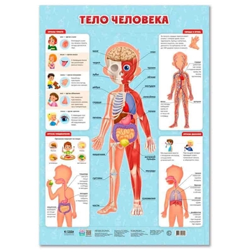 Плакат настенный "Тело человека" 450*640мм (Геодом)